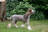 CHIEN NU CHINOIS 207